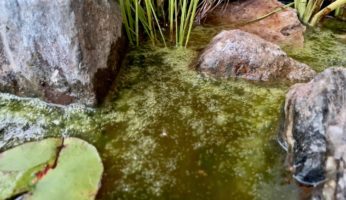 Algen im Teich bekämpfen