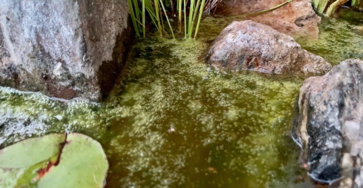 Algen im Teich bekämpfen