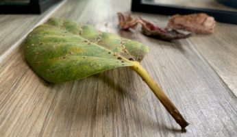 Blätter fallen ab