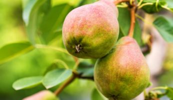 Blattflecken am Birnbaum