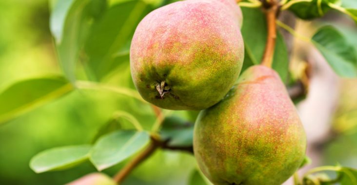Blattflecken am Birnbaum