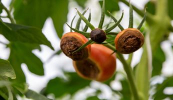 Flecken an Tomaten vermeiden