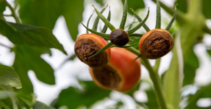 Flecken an Tomaten vermeiden