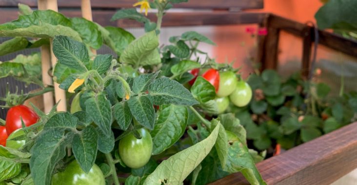 Gemüse auf meinem Balkon anbauen