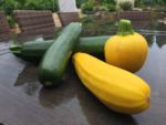 Können selbstgezogene Zucchini giftig sein
