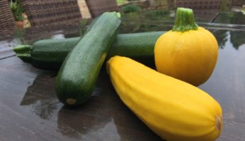 Können selbstgezogene Zucchini giftig sein