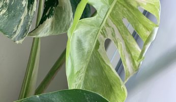 Monstera: Der Allzeit-Zimmerklassiker