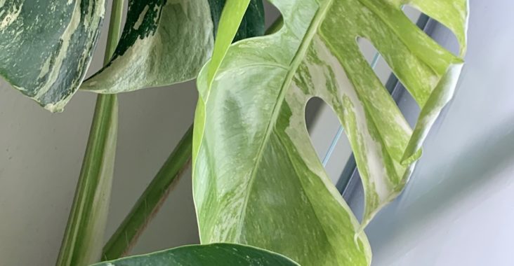 Monstera: Der Allzeit-Zimmerklassiker