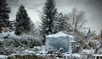 Pflanzen aus dem Winterquartier holen