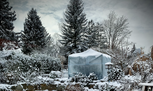Pflanzen aus dem Winterquartier holen