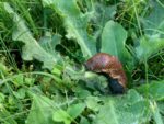 Tipps gegen Schneckenplage im Garten