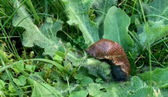 Tipps gegen Schneckenplage im Garten