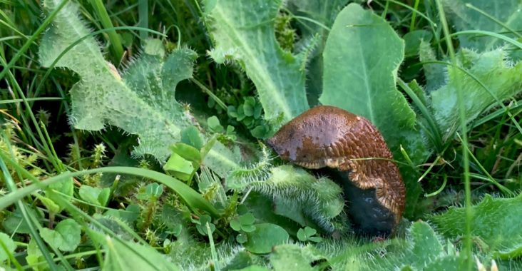 Tipps gegen Schneckenplage im Garten