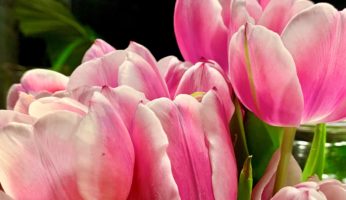 So bleiben Tulpen länger frisch