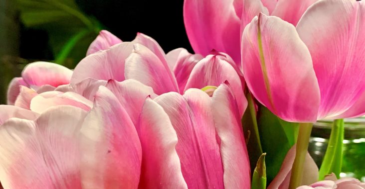 So bleiben Tulpen länger frisch