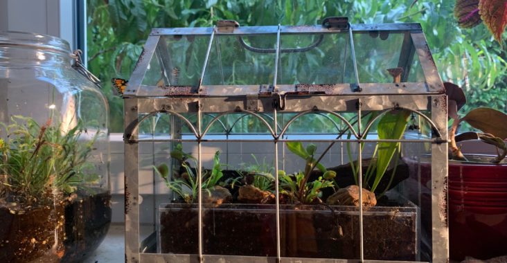 Die Gartensaison beginnt im Zimmergewächshaus